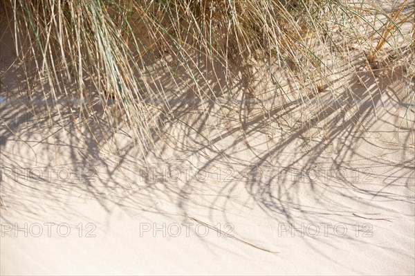 Dunes de Biville (Manche)