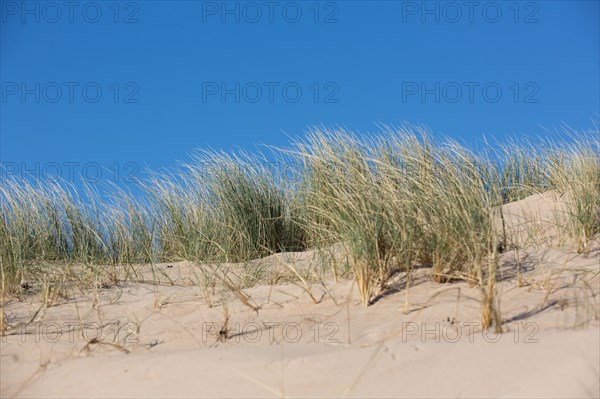 Sand dunes of Biville (Manche)