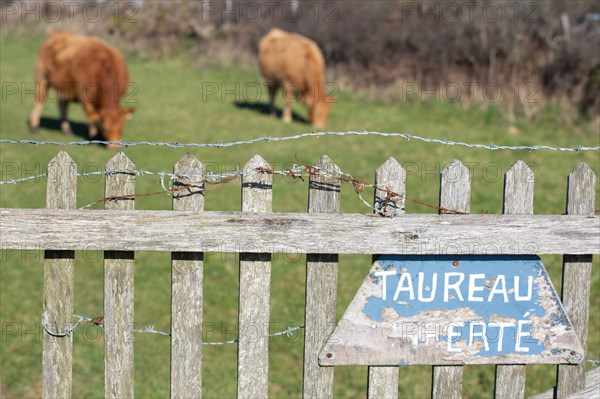 La Hague, Nez de Jobourg (Manche), sign that reads "Taureau en liberté" in French (free-range bull)