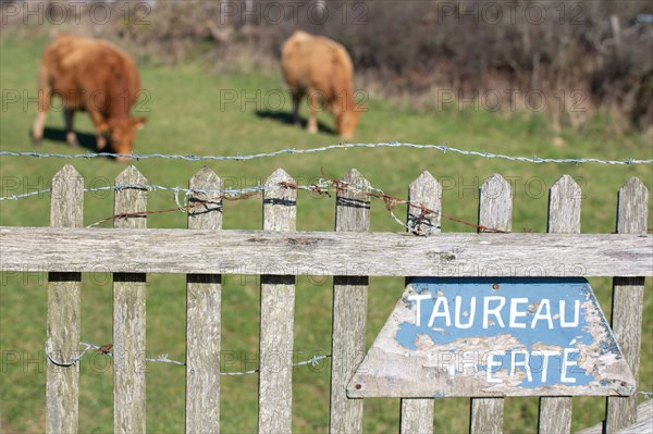 La Hague, Nez de Jobourg (Manche), panneau "Taureau en liberté"