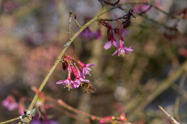 Bee gathering pollen