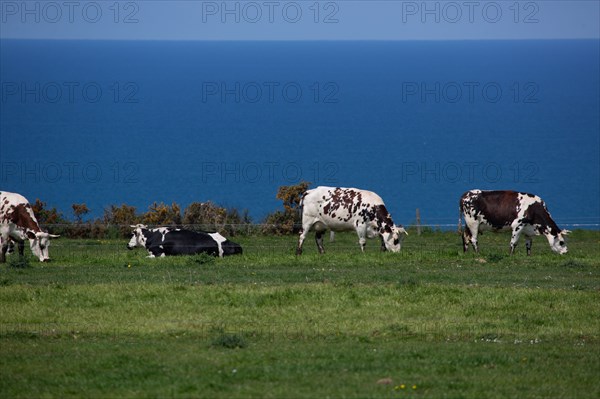 Vaches normandes