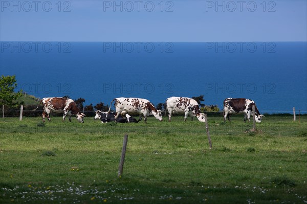 Vaches normandes