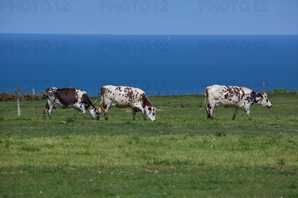 Vaches normandes