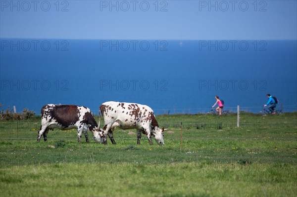 Vaches normandes