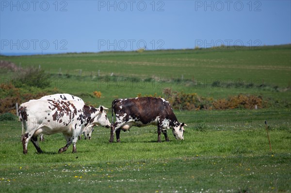 Normandy cows