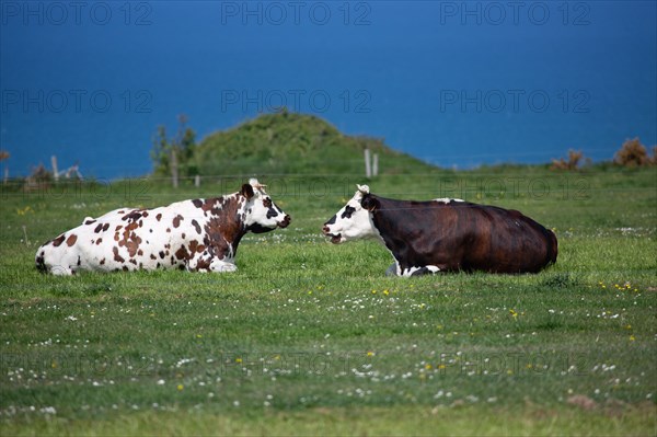 Normandy cows