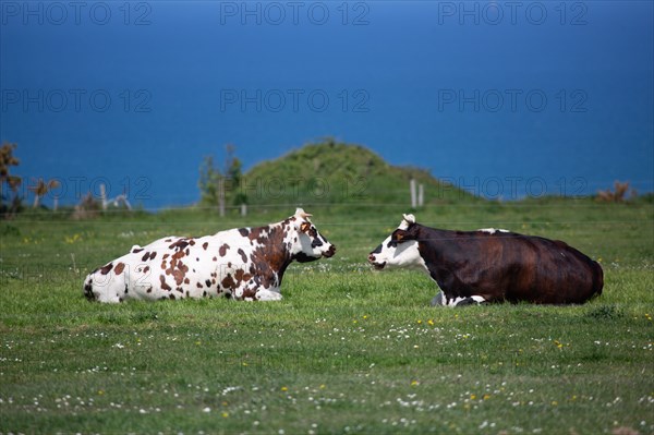 Vaches normandes