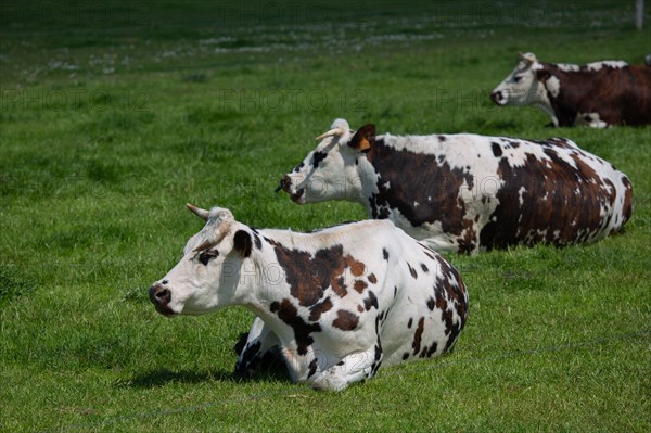 Vaches normandes