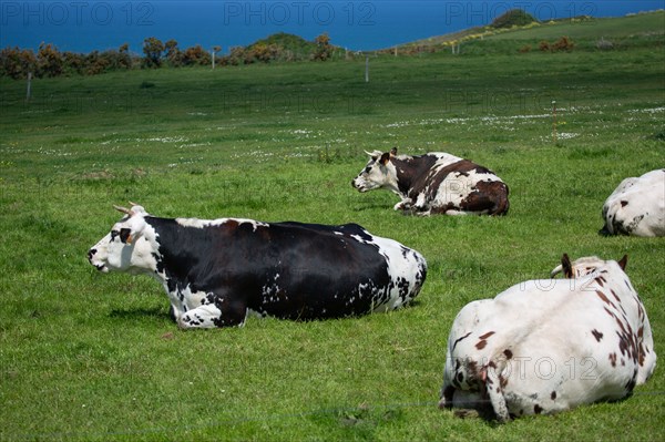 Vaches normandes