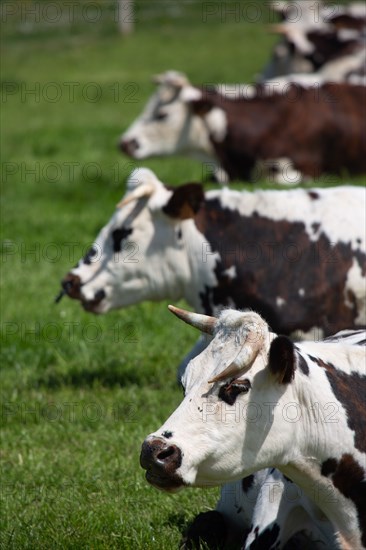 Normandy cows