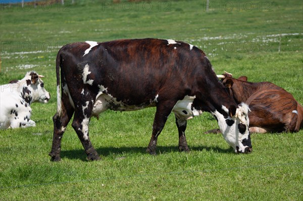 Normandy cows