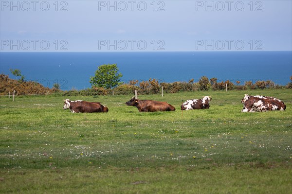 Normandy cows