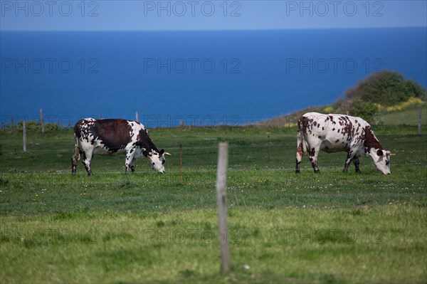 Normandy cows