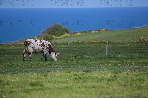 Normandy cows