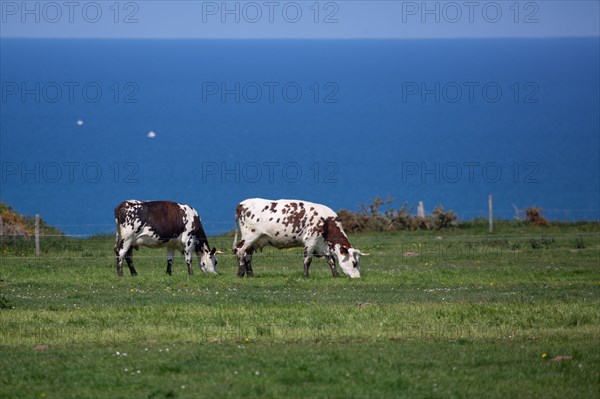 Vaches normandes