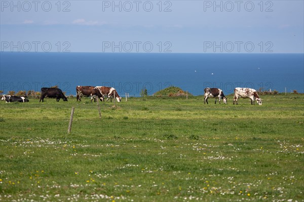 Vaches normandes