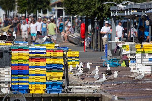 Courseulles-sur-Mer (Calvados)