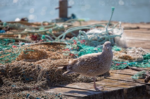 Courseulles-sur-Mer (Calvados)