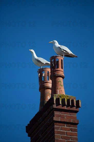 Courseulles-sur-Mer (Calvados)