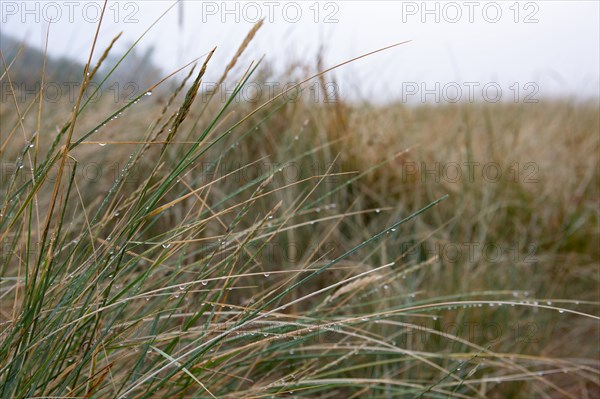 Courseulles-sur-Mer (Calvados)