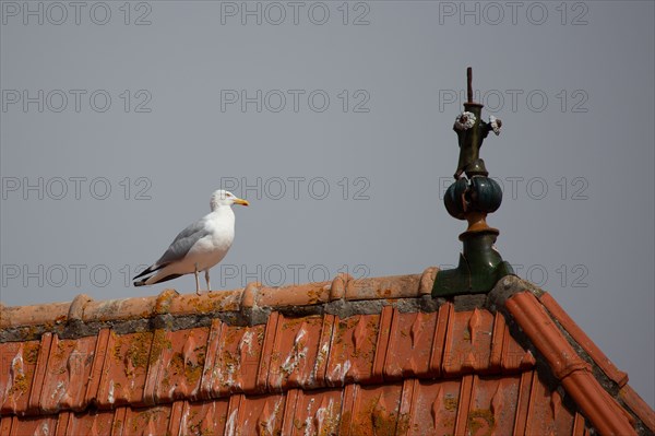 Courseulles-sur-Mer (Calvados)