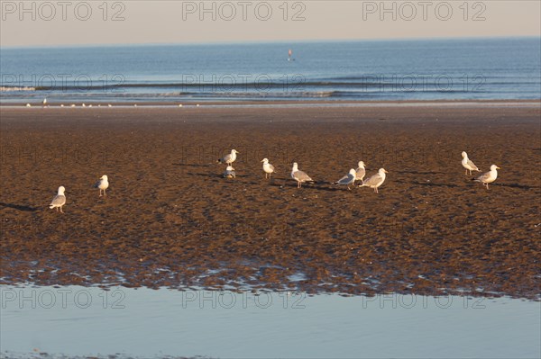 Deauville (Calvados)