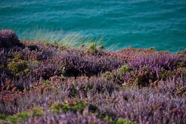 Cap d'Erquy (Côtes d'Armor)