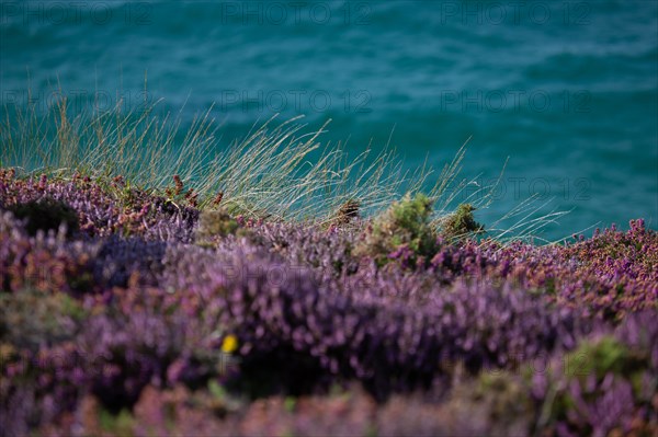 Cap d'Erquy (Côtes d'Armor)