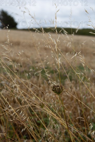 Pléneuf Val André (Côtes d'Armor)