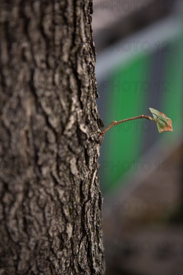 Tree trunk with small branching