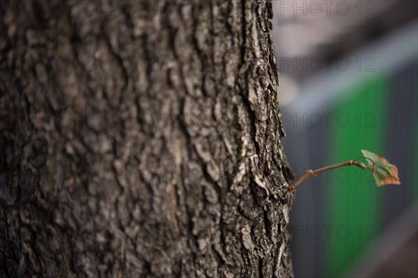 Tree trunk with small branching