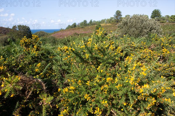 Cap d'Erquy (Côtes d'Armor)