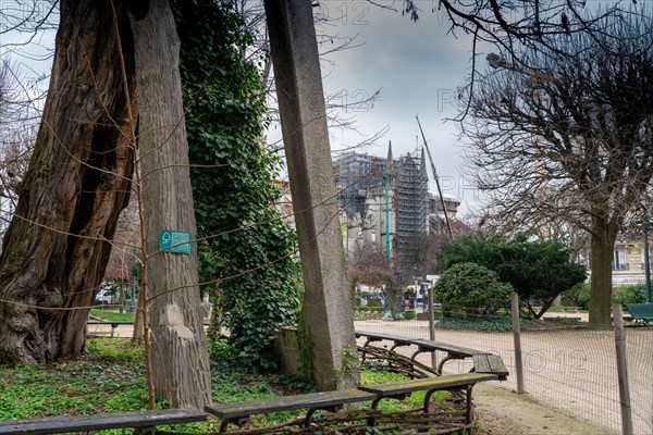 Paris, oldest tree of Paris located square René Viviani