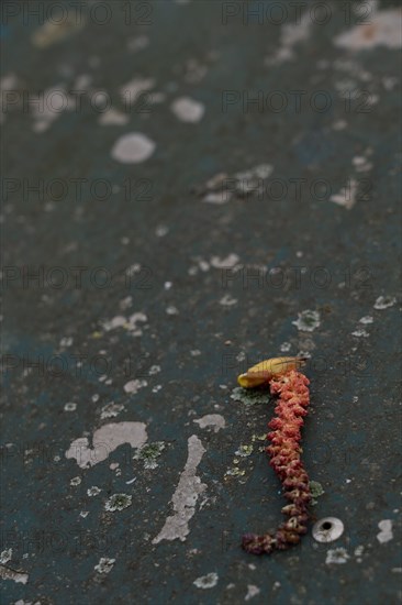 Paris, seahorse shaped vegetation