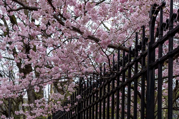 Paris, prunus en fleurs