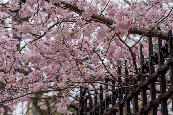 Paris, prunus en fleurs