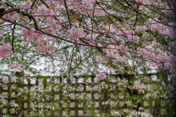 Paris, prunus en fleurs