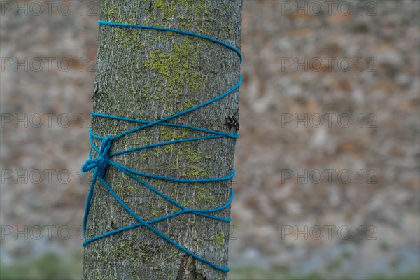 Tronc d’arbre avec ficelle bleue