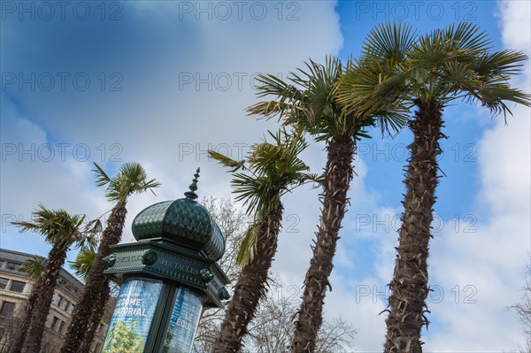 Paris, palm trees and Morris column (advertising column)