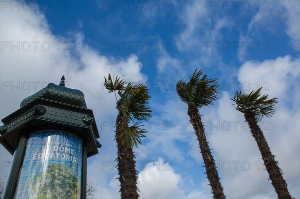 Paris, palm trees and Morris column (advertising column)