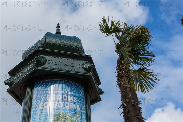 Paris, palm trees and Morris column (advertising column)