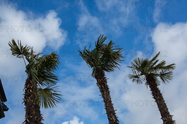 Paris, palm trees on the Seine riverbanks