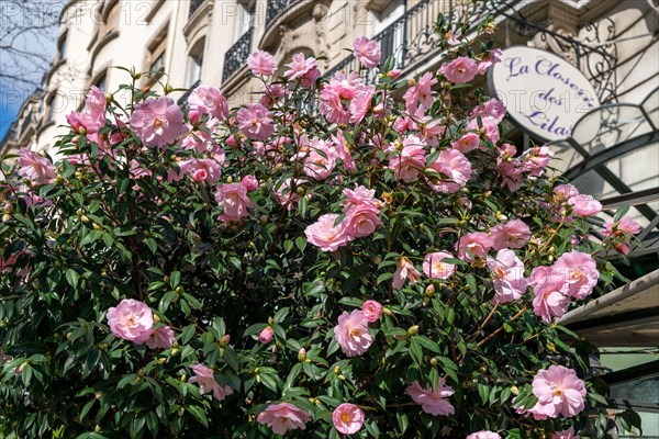 Paris, Closerie des Lilas