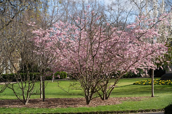 Paris, jardin du Luxembourg