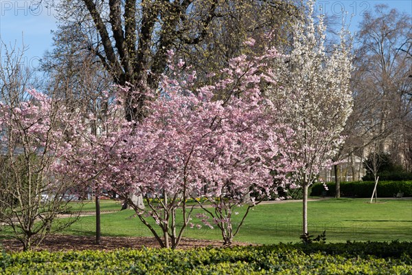 Paris, jardin du Luxembourg