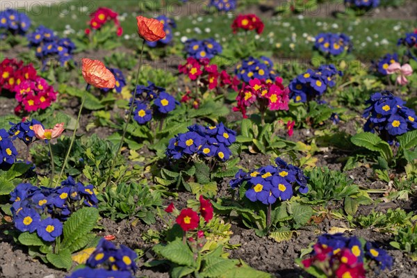 Paris, primroses and poppies