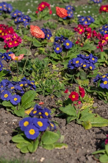 Paris, primroses and poppies