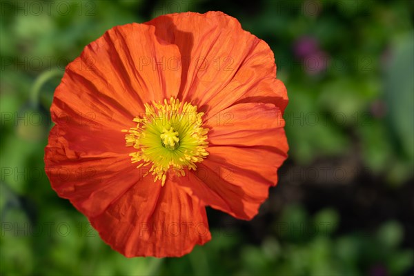 Coquelicot