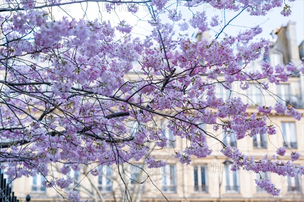 Paris, blossoming prunus